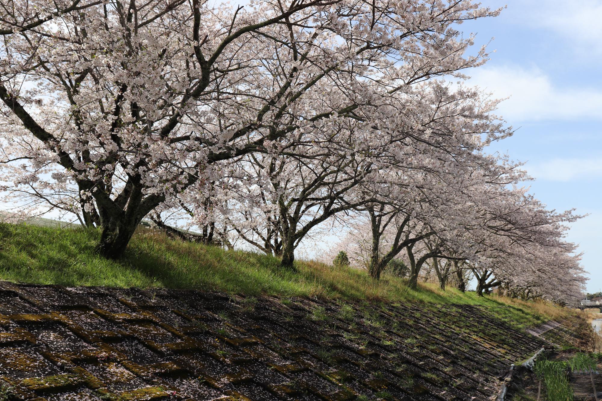 太田川桜堤