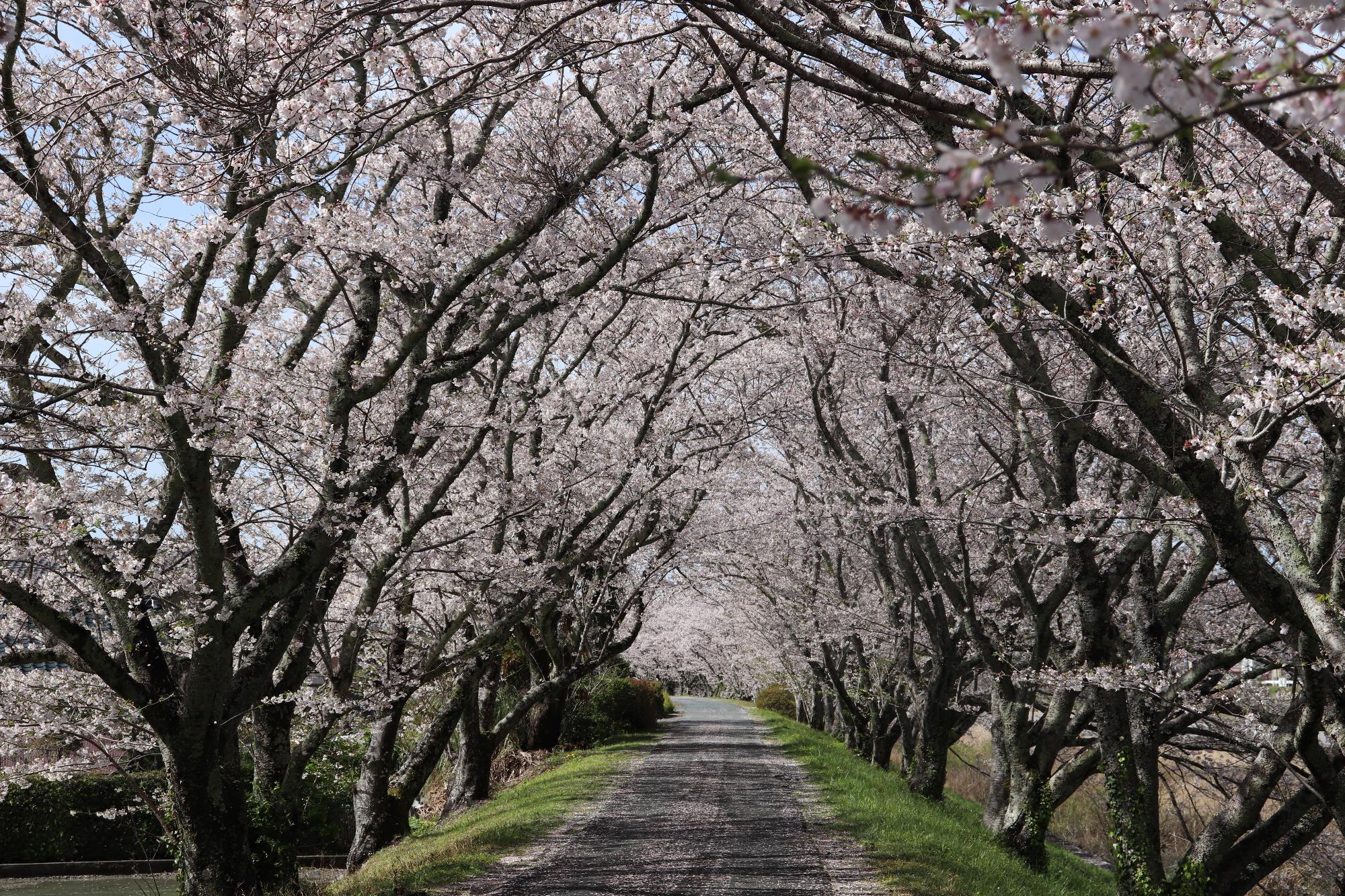 太田川桜堤