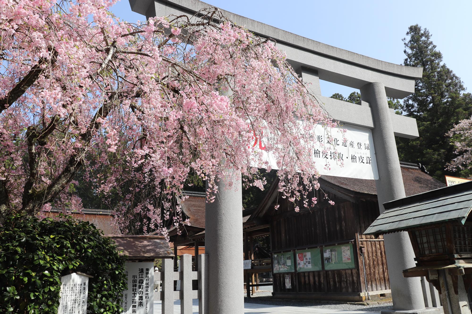 小國神社桜