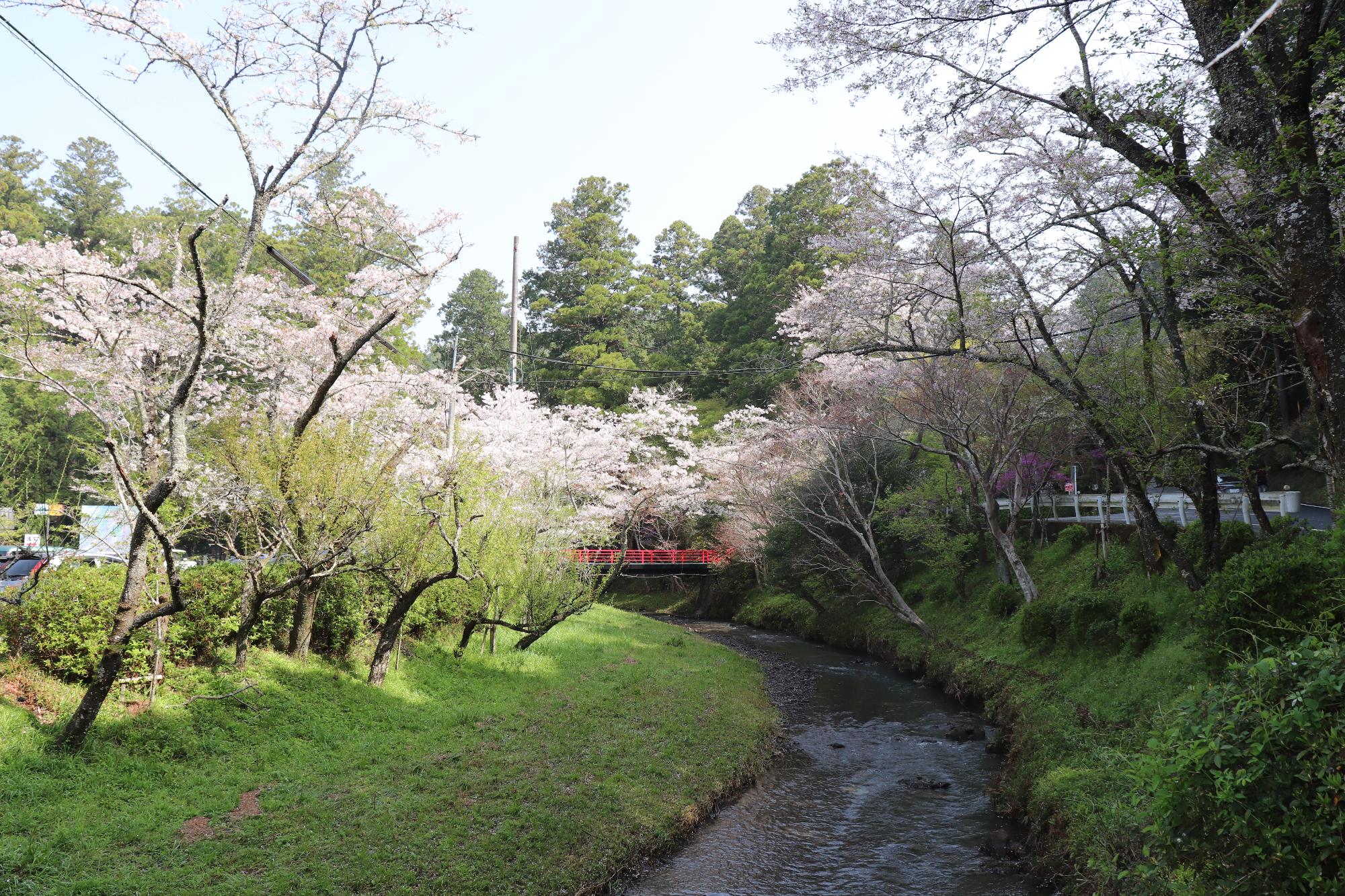 小國神社桜