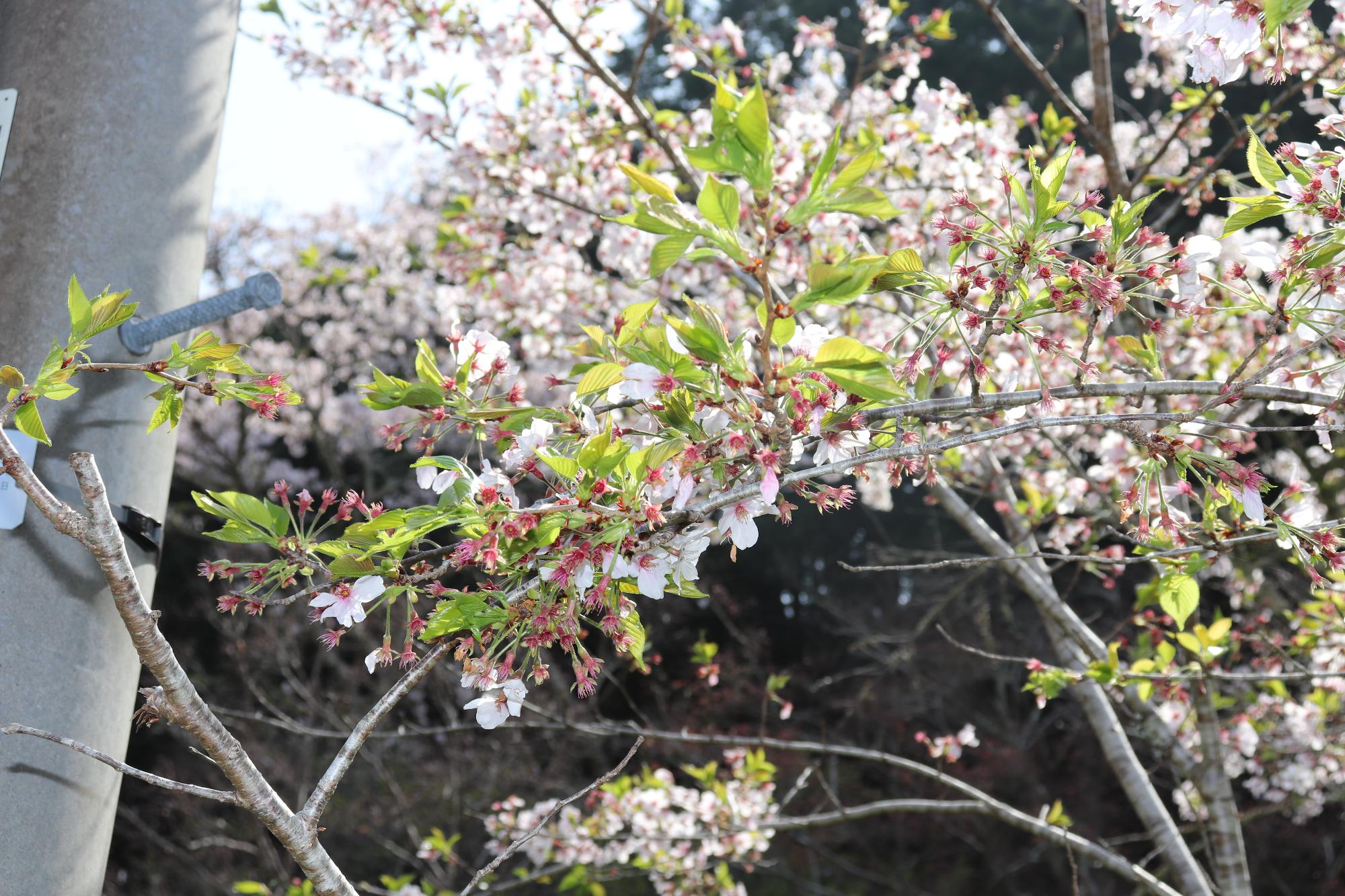 小國神社桜