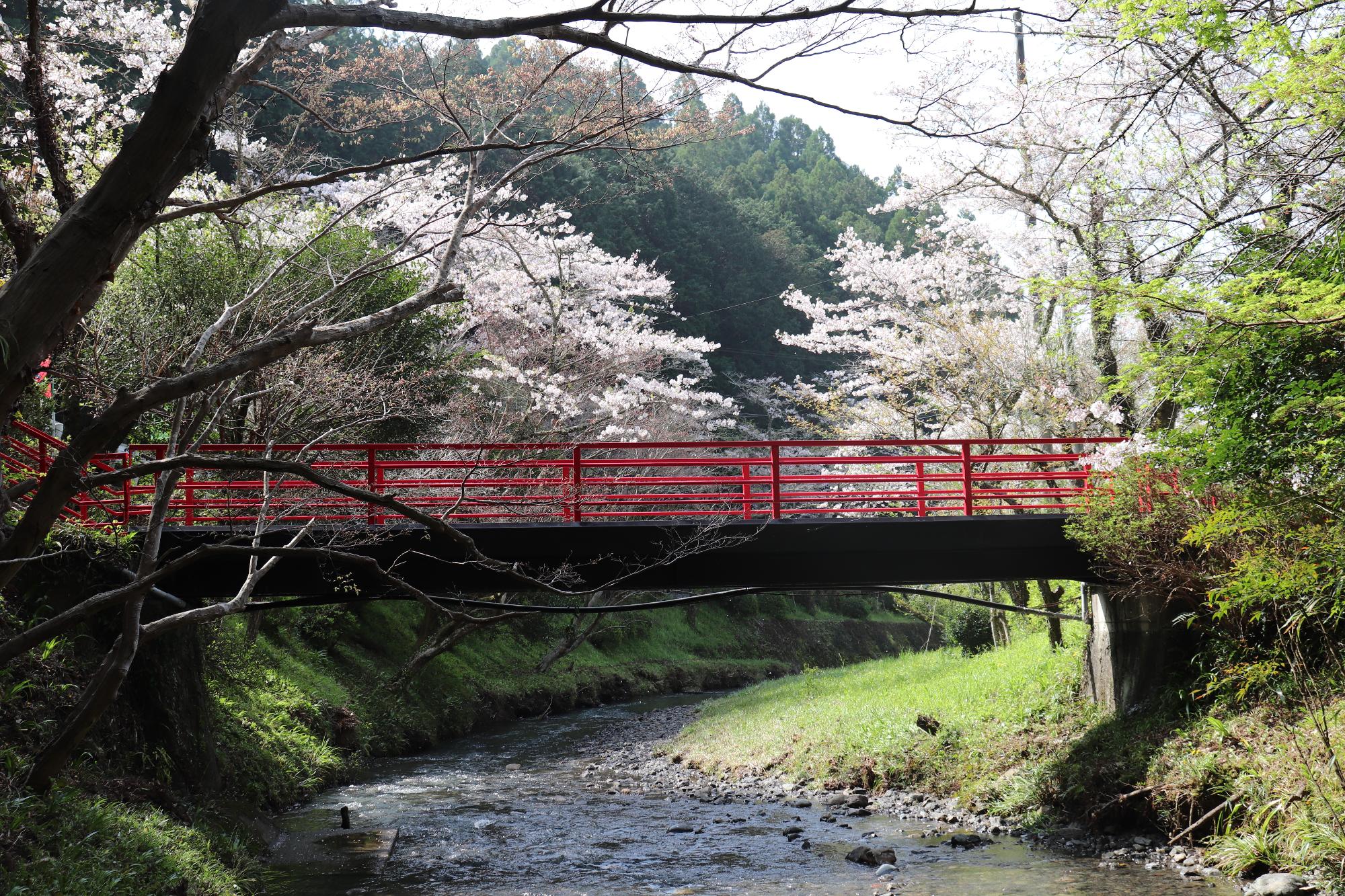 小國神社桜