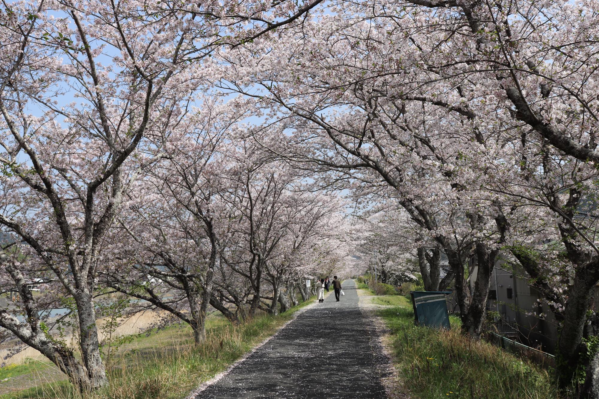 太田川桜堤