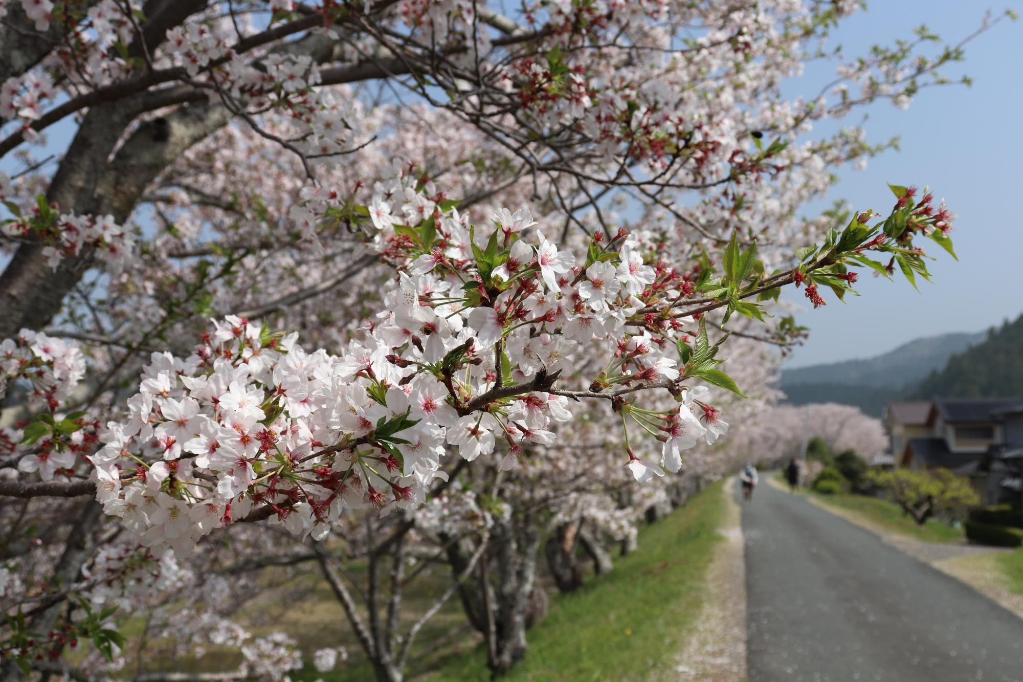 太田川桜堤