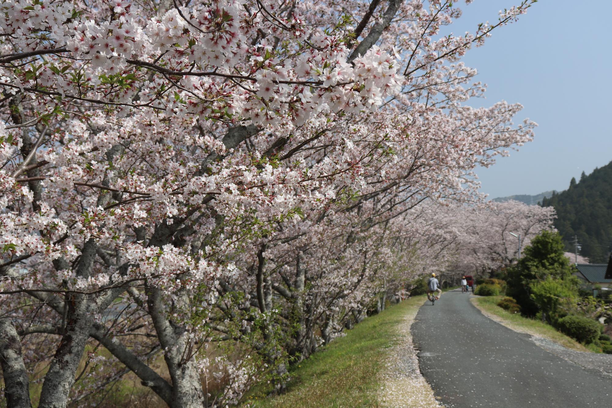 太田川桜堤