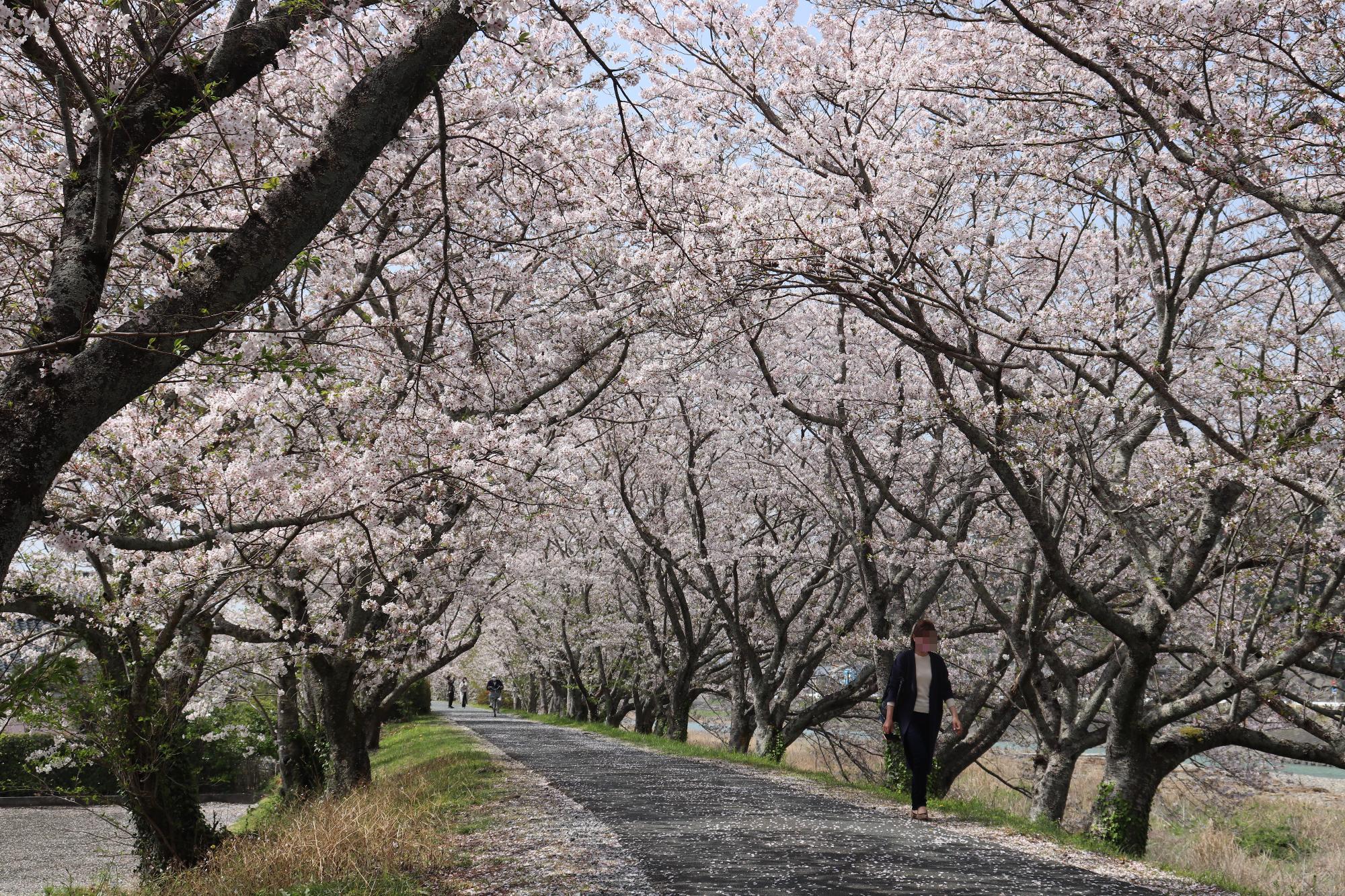 太田川桜堤