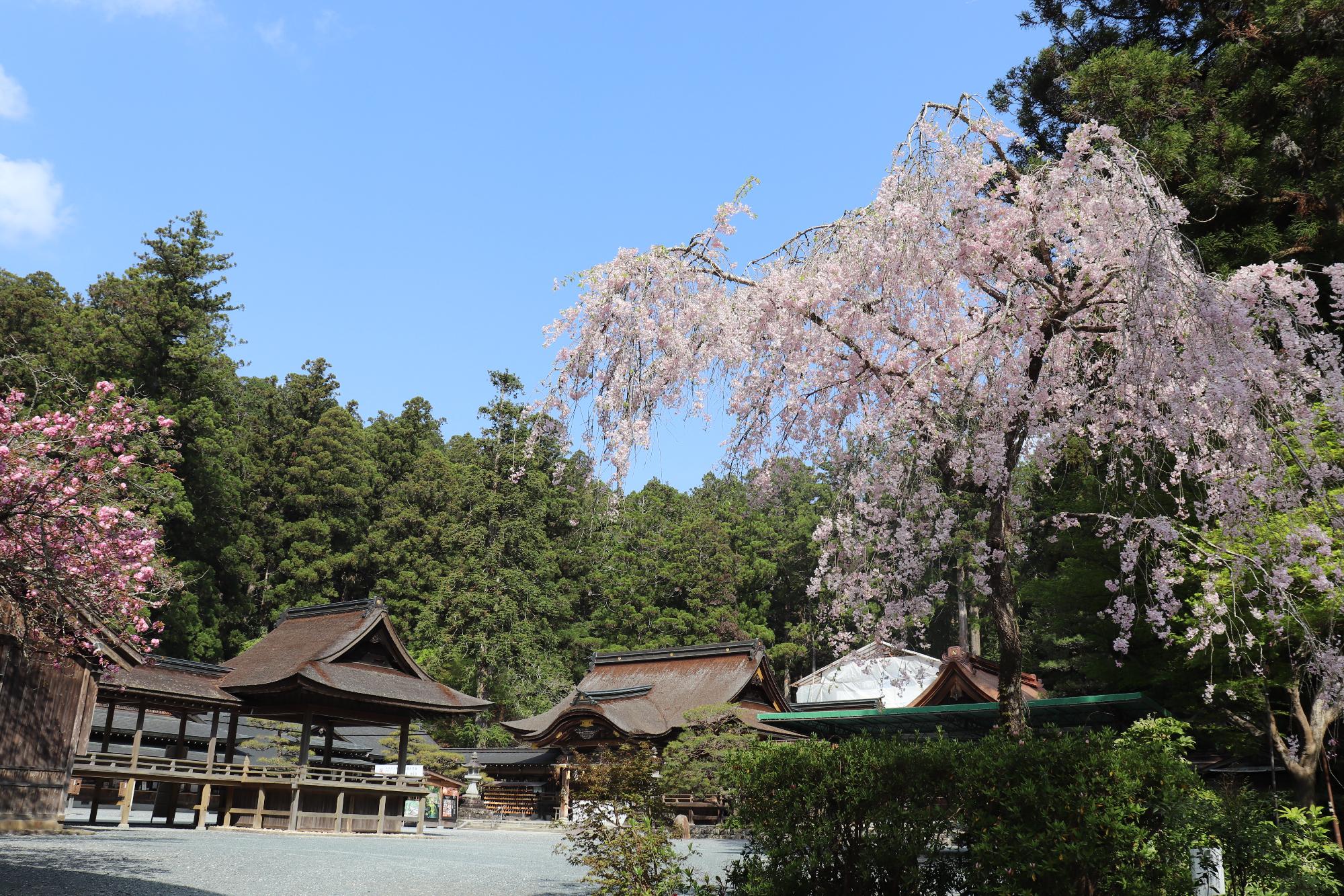 小國神社桜2