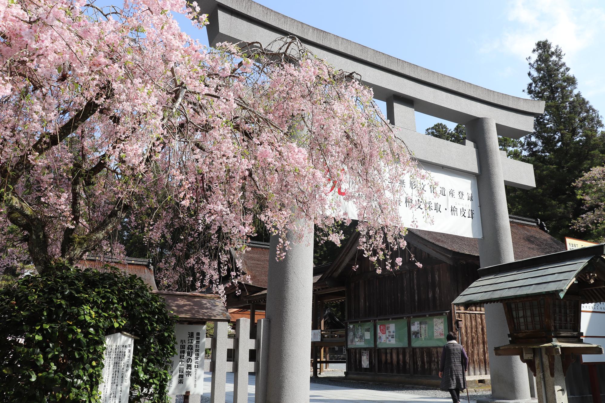 小國神社桜