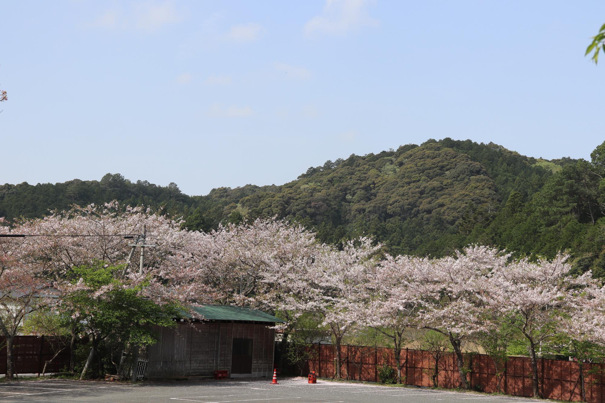 小國神社桜3