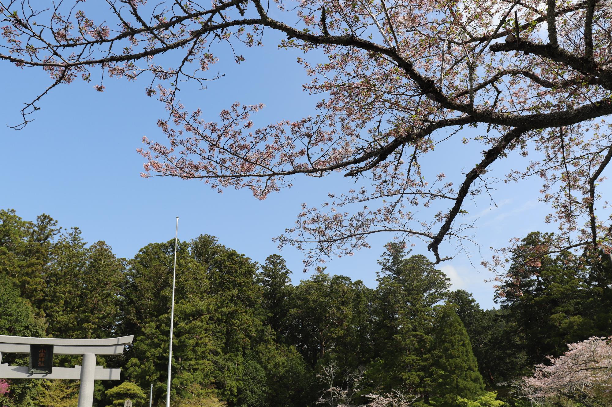 小國神社桜4