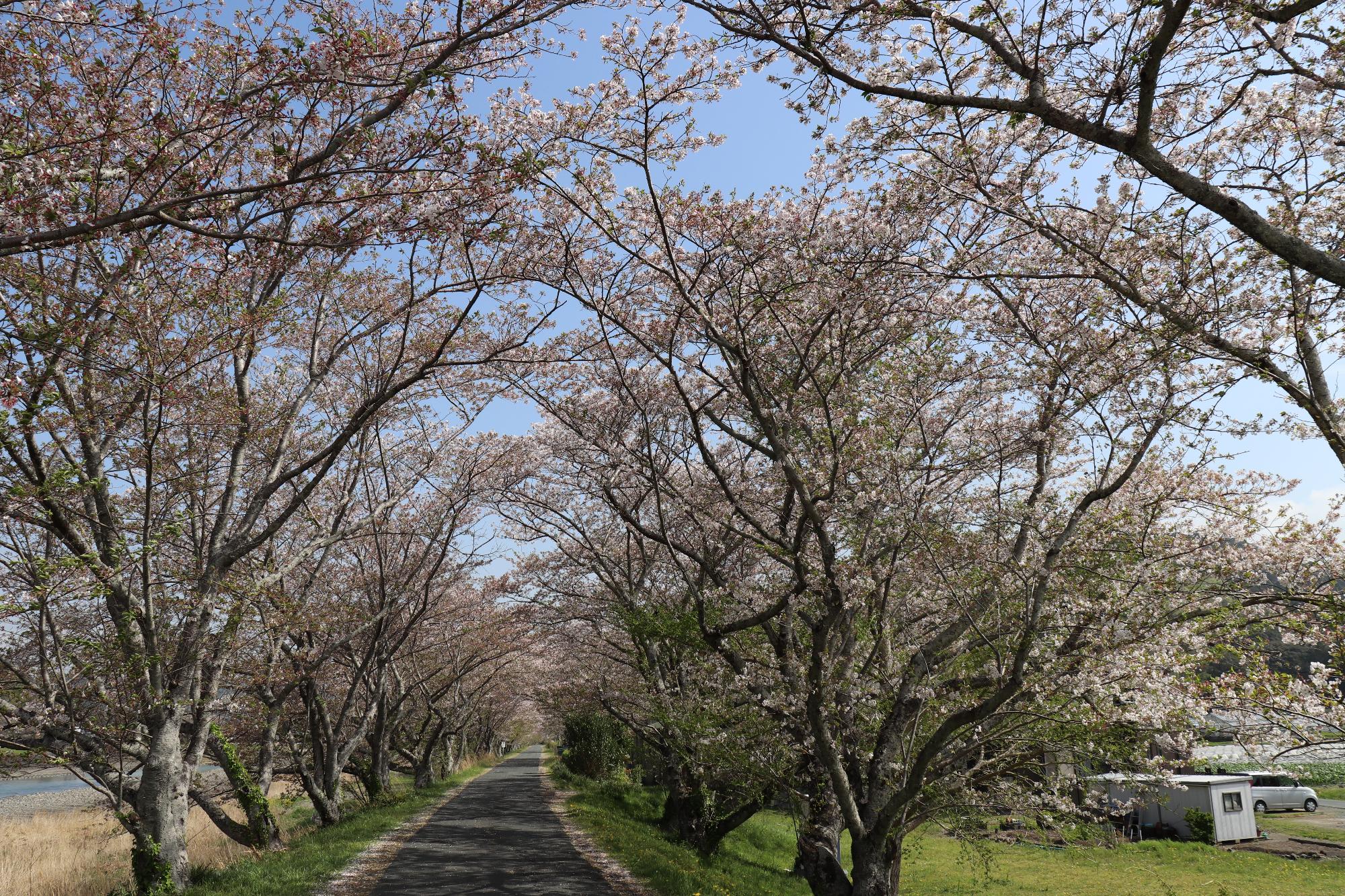 太田川桜