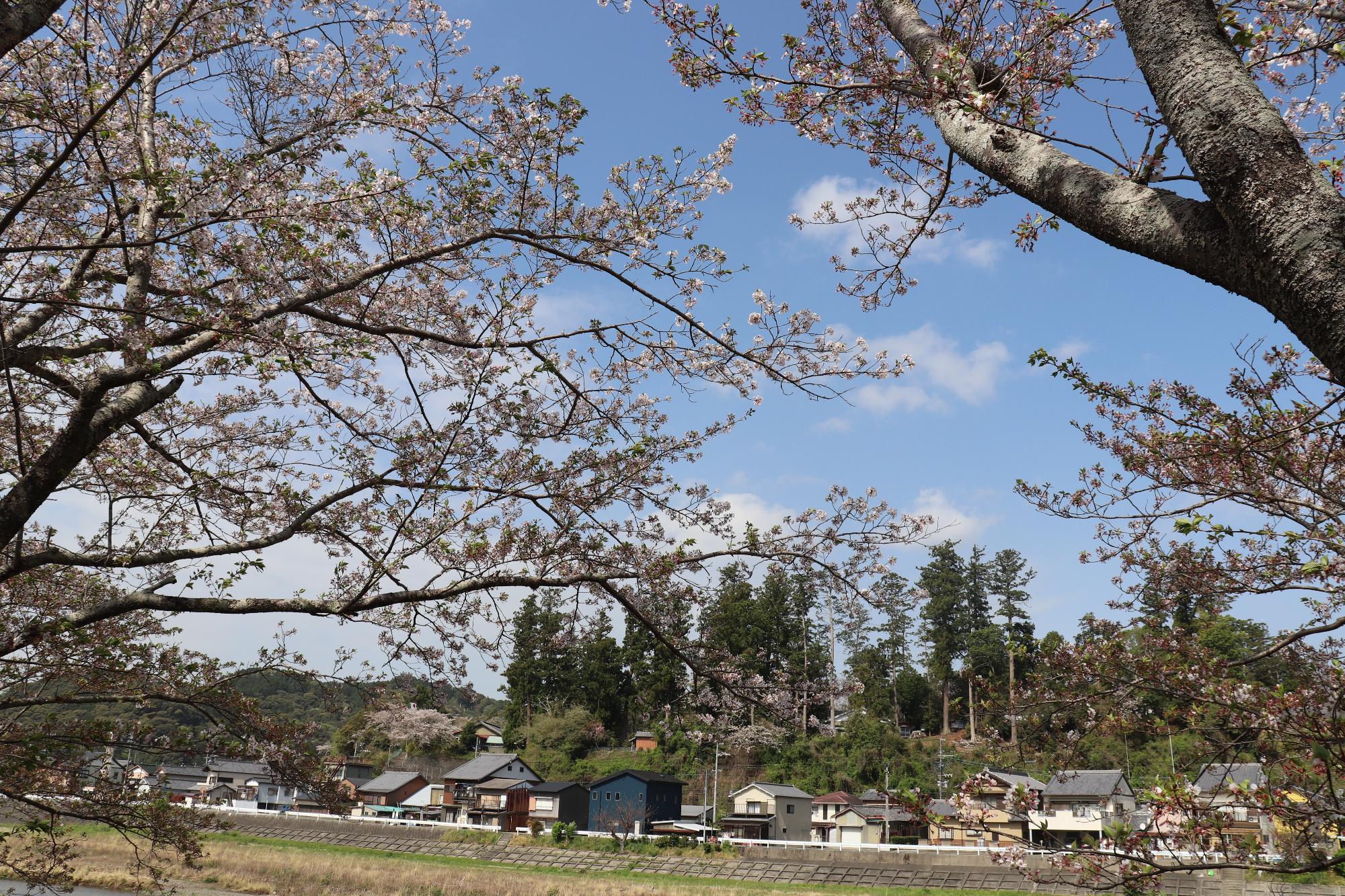 太田川桜