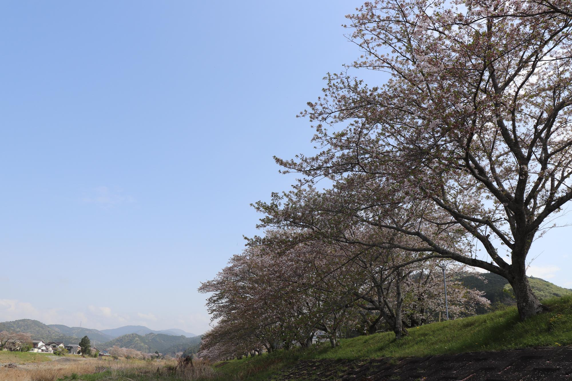 太田川桜