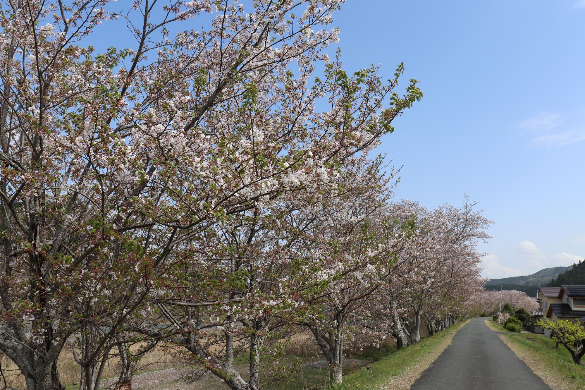 太田川桜