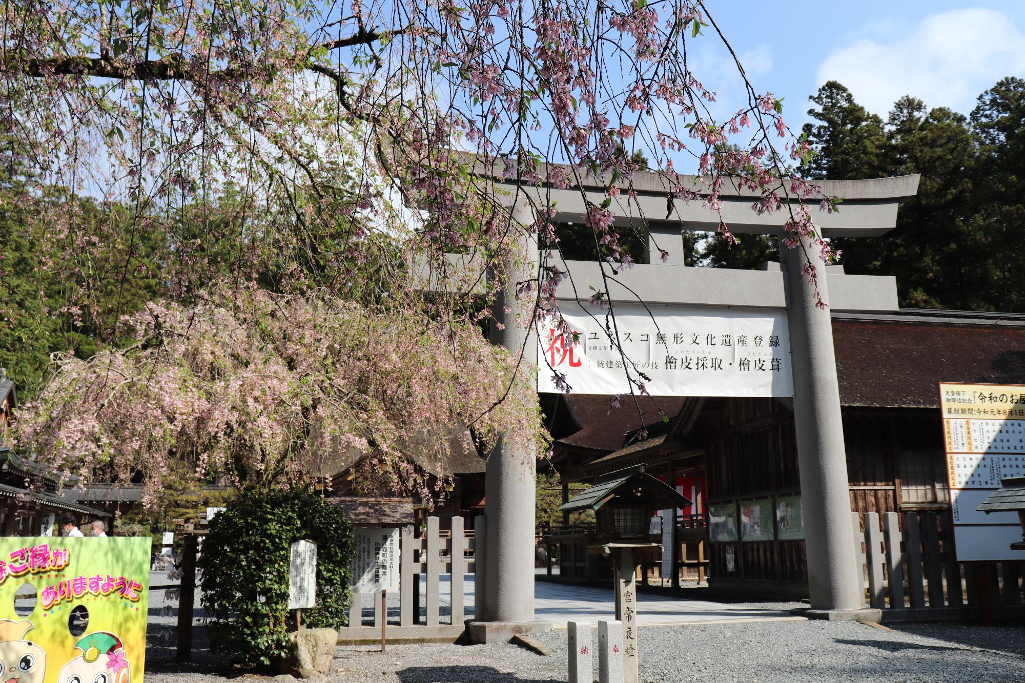 小國神社桜