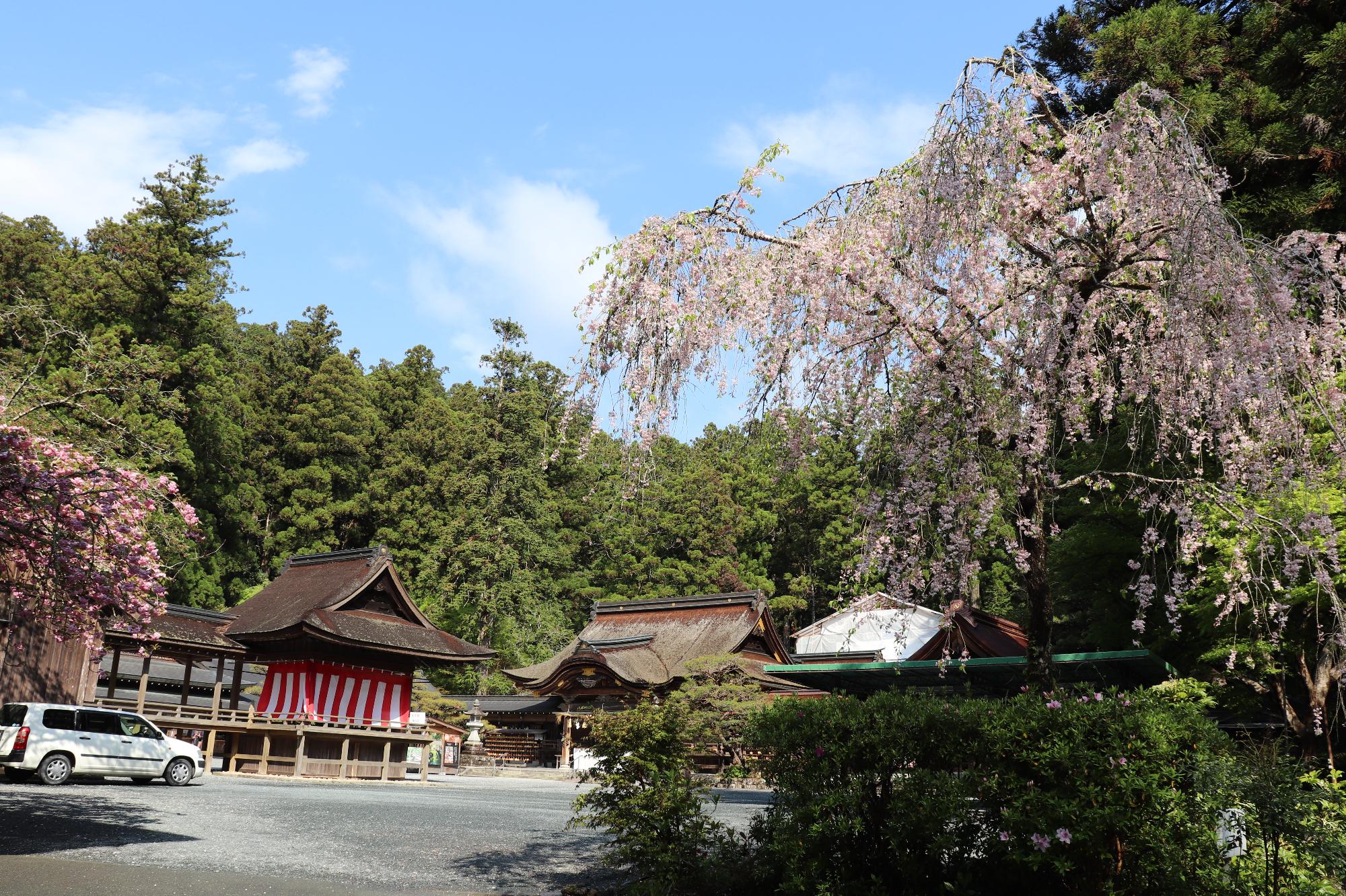 小國神社桜