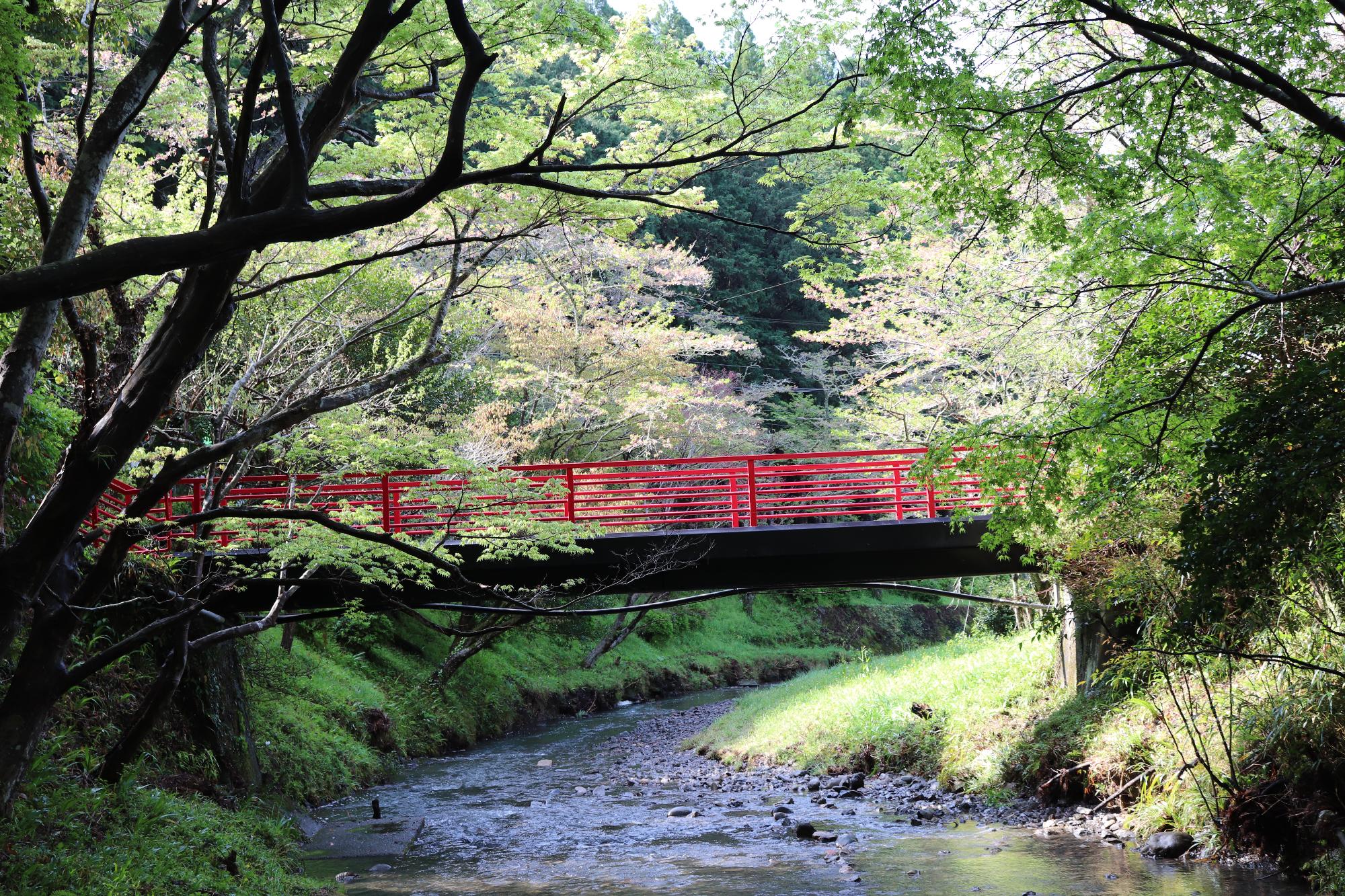 小國神社桜