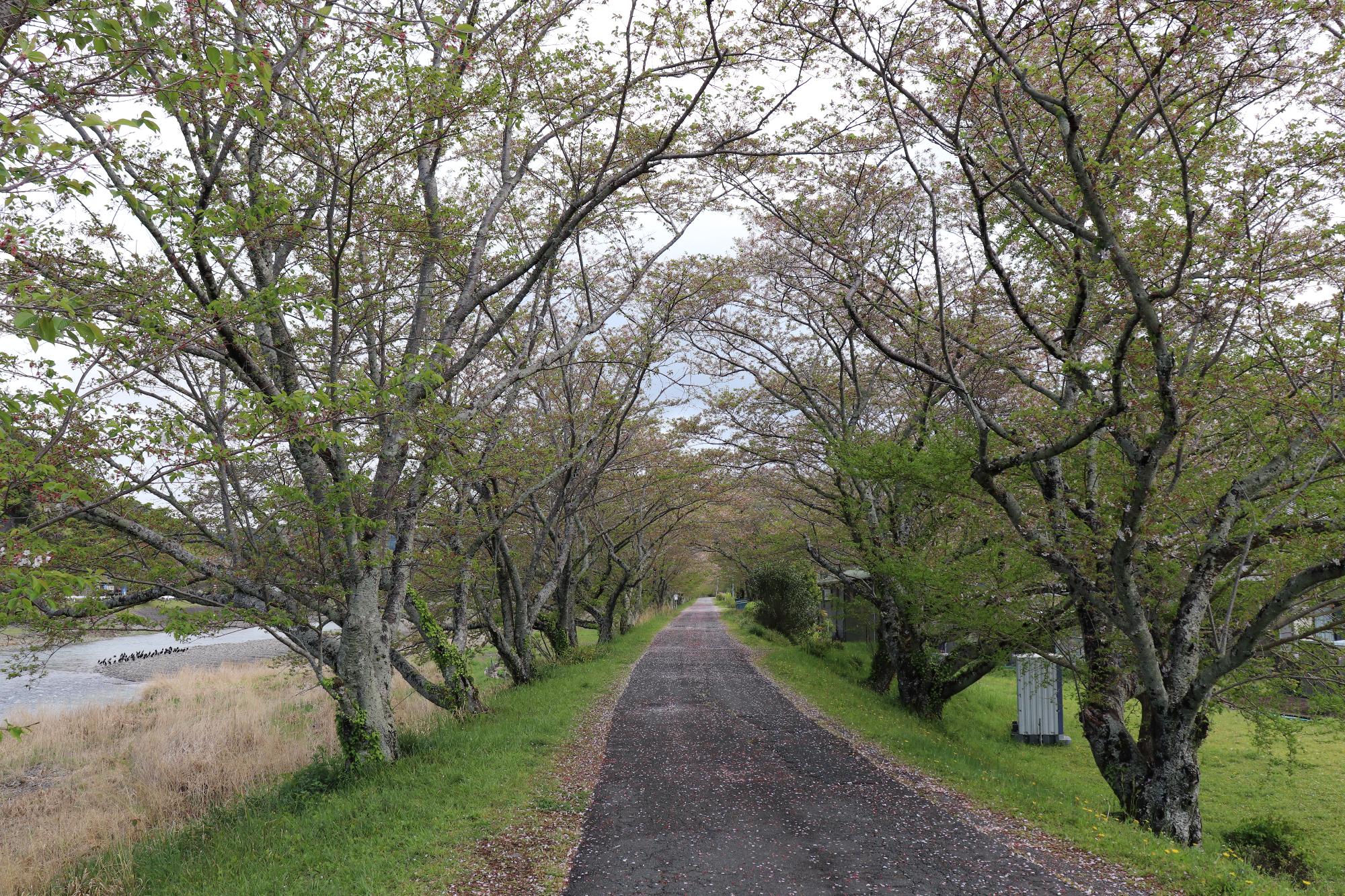 太田川桜堤