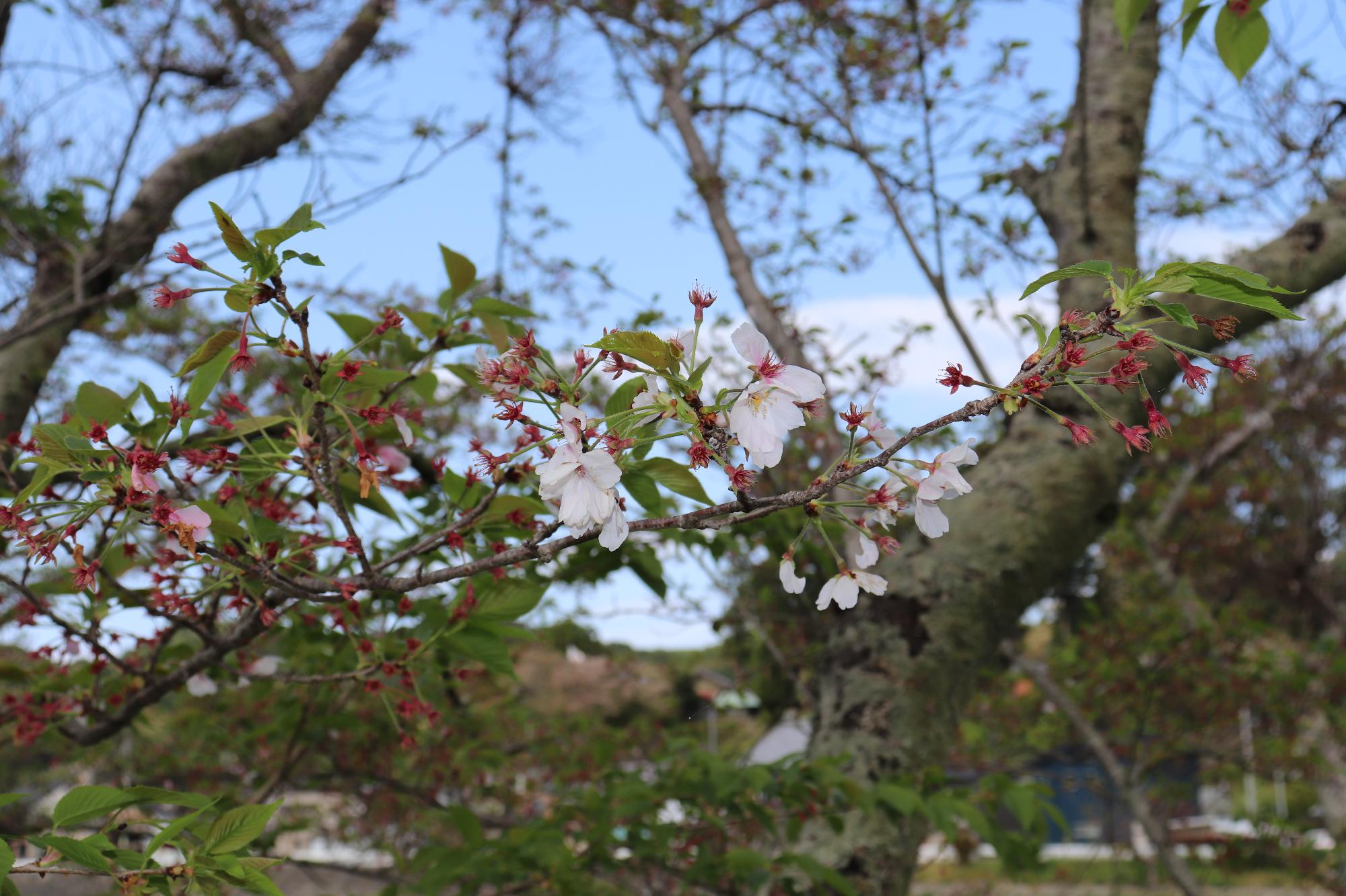 太田川桜堤