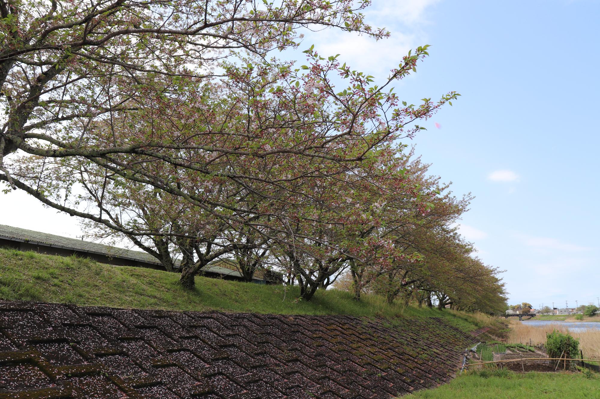 太田川桜堤