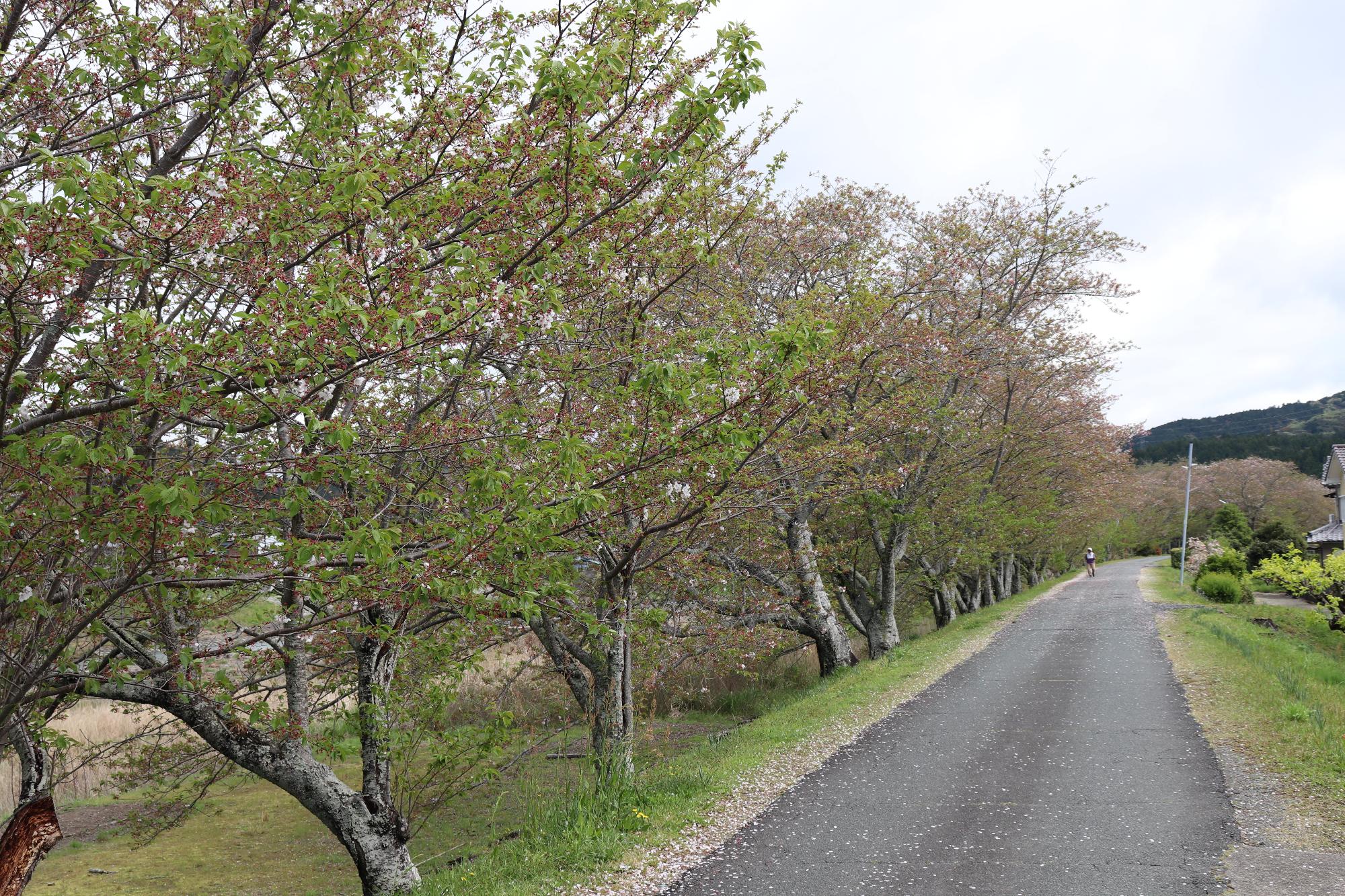 太田川桜堤