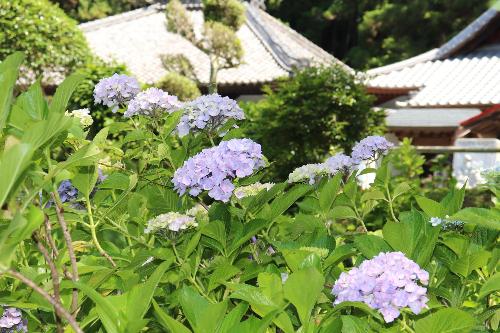 令和8年度あじさい寺6月1日時点3