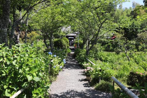 令和8年度あじさい寺6月1日時点1