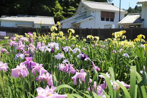 令和8年度花菖蒲6月1日時点1