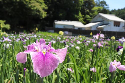 令和8年度花しょうぶ6月1日時点2