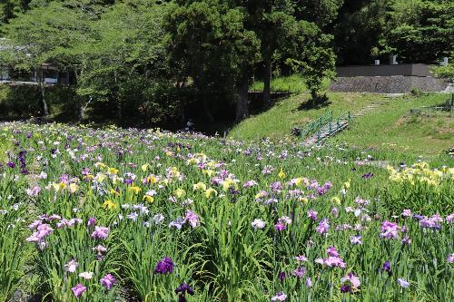 令和8年度花菖蒲6月1日時点3