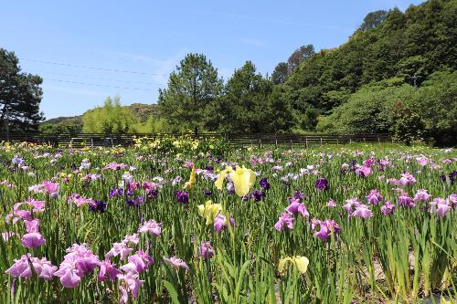 令和8年度花菖蒲園6月1日時点4