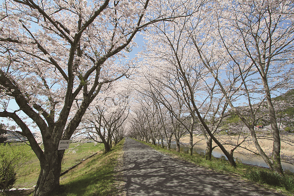 太田川桜堤の見事な桜のアーチ写真