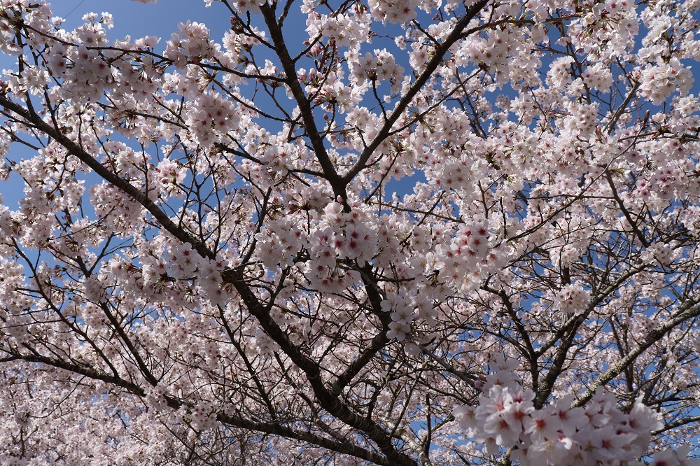 小國神社桜