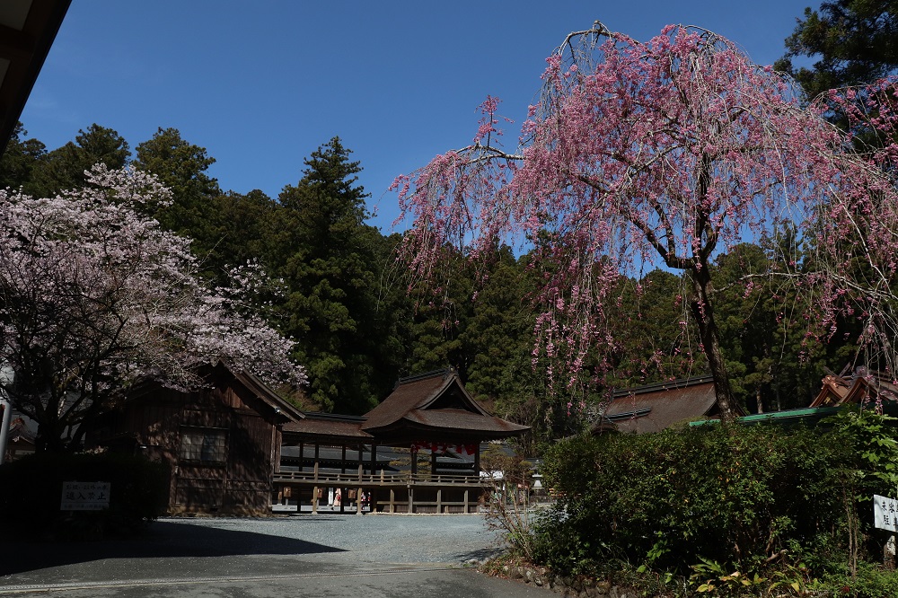 小國神社桜