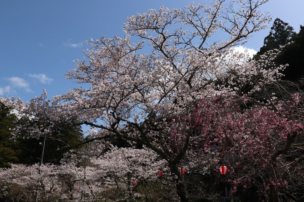 小國神社桜