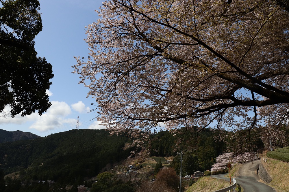 三倉大久保桜