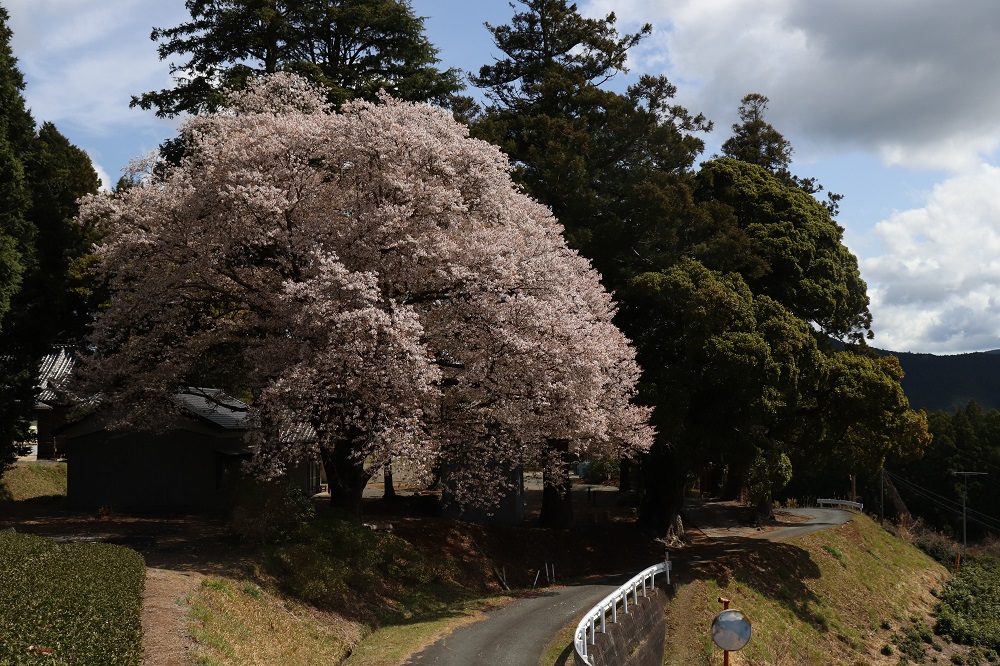 三倉大久保桜