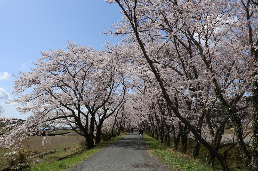 太田川桜堤