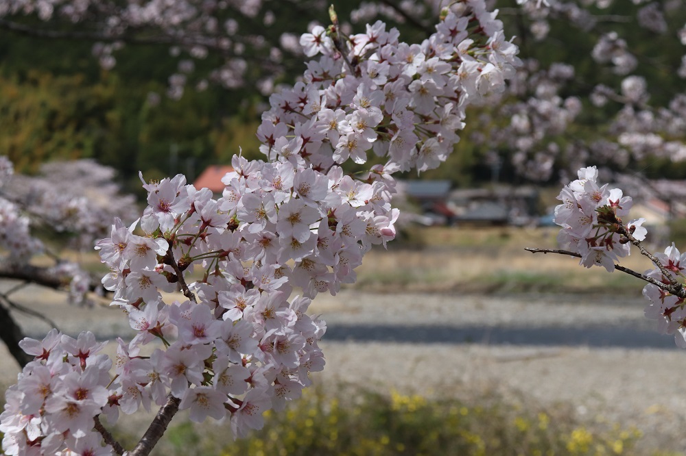 太田川桜堤