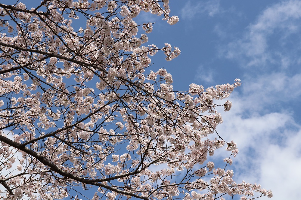 太田川桜堤