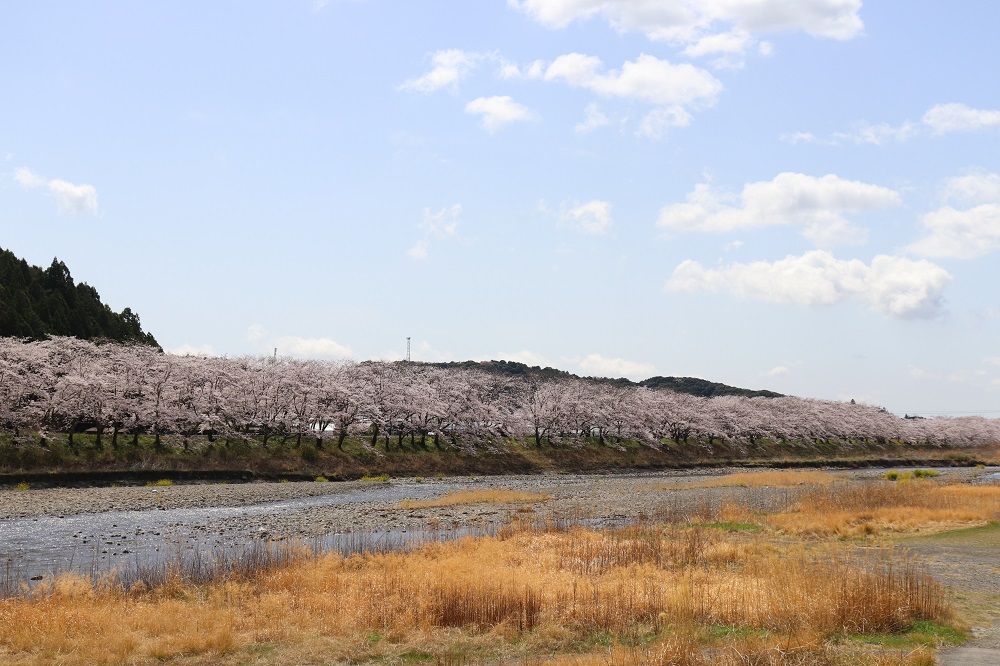 太田川桜堤