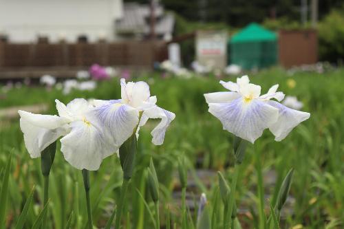 花しょうぶ20250527-4