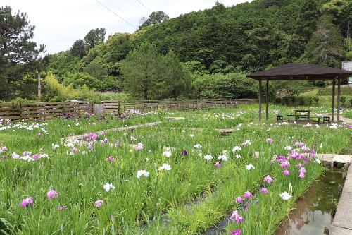 花しょうぶ20250530-3