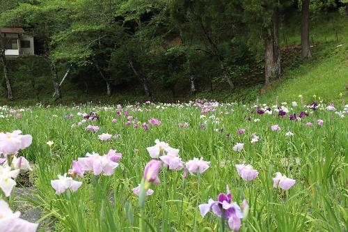 花しょうぶ20250530-4
