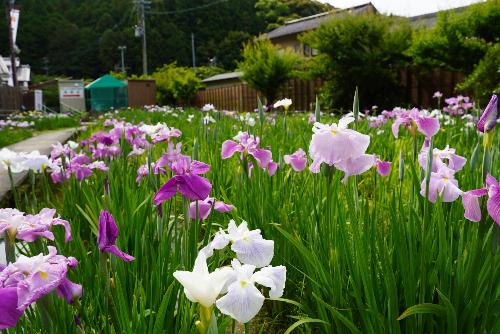 花しょうぶ20250601-2
