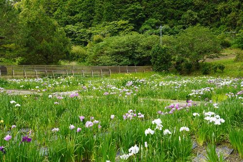 花しょうぶ20250601-4