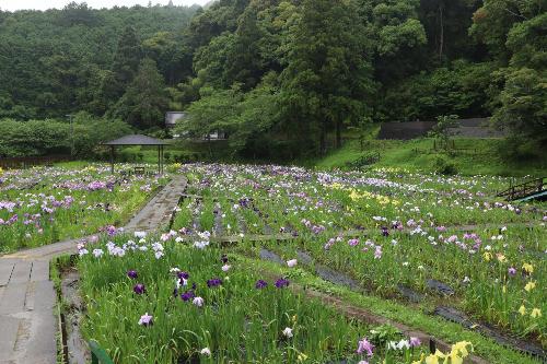花しょうぶ20250610-1