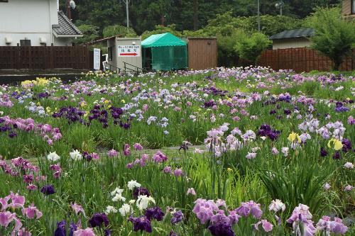 花しょうぶ20250610-4