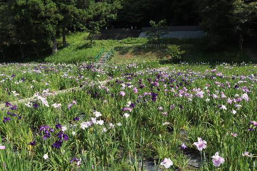 花しょうぶ20250619-1