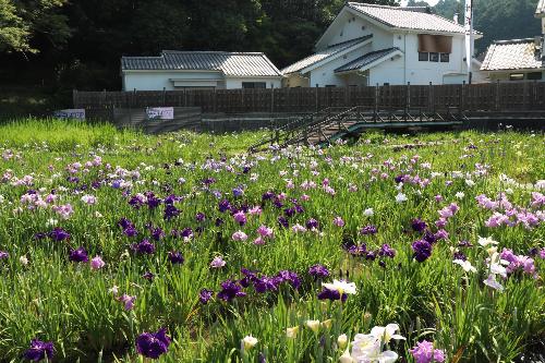 花しょうぶ20250619-2
